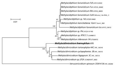 Methylacidimicrobium thermophilum AP8, a Novel Methane- and Hydrogen-Oxidizing Bacterium Isolated From Volcanic Soil on Pantelleria Island, Italy